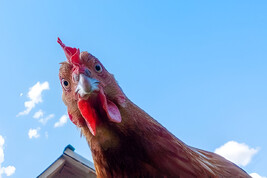 Anche i polli arrossiscono quando provano forti emozioni (fonte: Govind Oza, iStock)