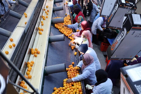 Citrus production in Tunisia increases 26 percent compared to previous season