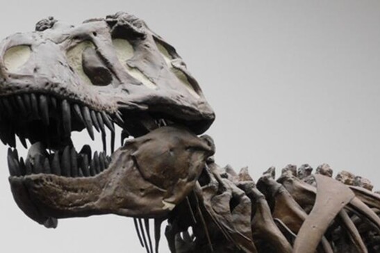 Fossile di T-rex (fonte: Kai R. Caspar)