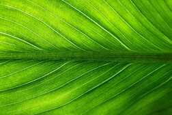 La struttura naturale delle venature all'interno delle foglie sta ispirando i materiali del futuro (fonte: pixabay)